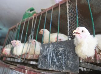 حماية المستهلك: شكاوى من عدم توفر مادة الدجاج الأسواق تشهد فوضى لم تشهدها من قبل