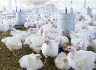 36 مخالفة تجاوز سقوف سعرية للدجاج