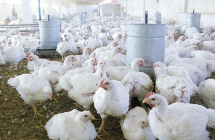 36 مخالفة تجاوز سقوف سعرية للدجاج