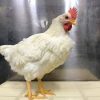 شكاوى من إرتفاع أسعار الدجاج في المولات والنتافات