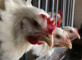 25 مليون طير دجاج سيستهلكها الأردنيون في رمضان المقبل