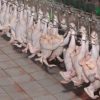 وزارة الصناعة: تحرير 210 مخالفات لمحلات تبيع الدجاج