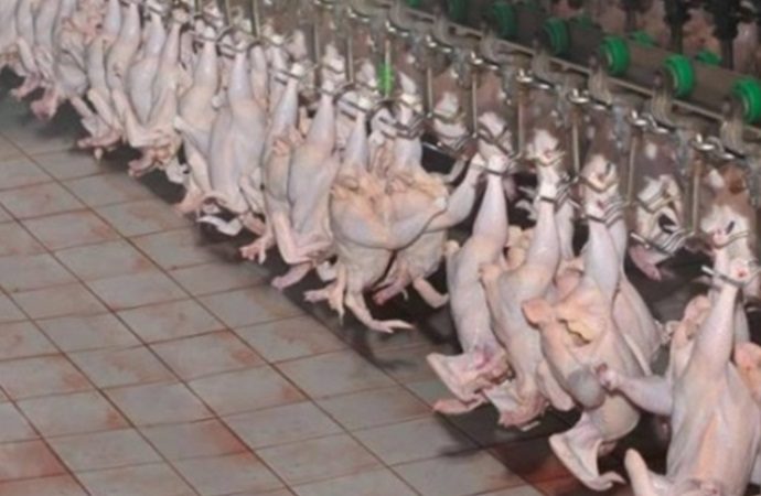 وزارة الصناعة: تحرير 210 مخالفات لمحلات تبيع الدجاج