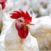 توضيح حكومي حول أسعار الدجاج والكميات المتوفرة في الأسواق