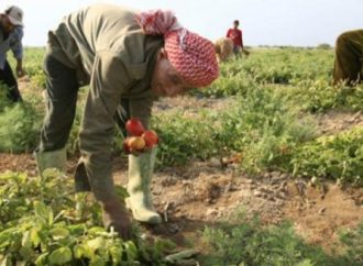 الأجواء الحارة تهدد بانخفاض غلة المحاصيل الزراعية في الأردن